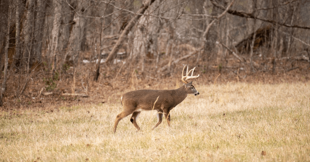 Featured Image for Key Strategies for Treestand Concealment